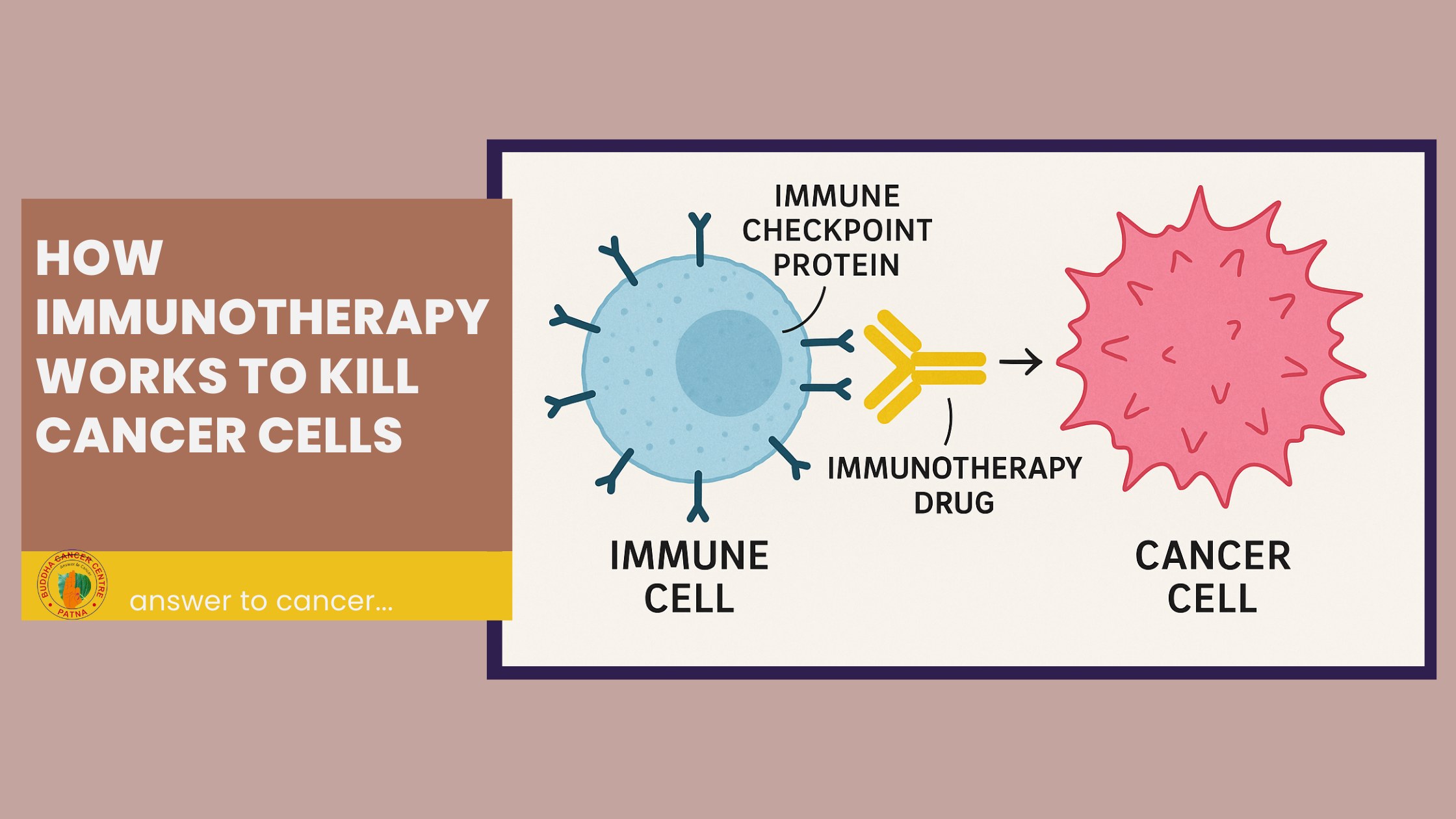 How Immunotherapy Works to kill cancer cells